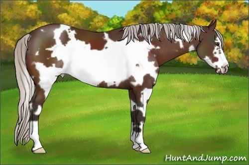 Horse Color:White Spotted Silver Brown Frame 