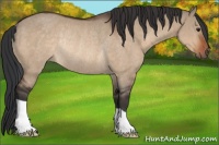 Horse Color:Brown Dun Rabicano 