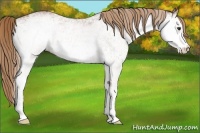 Horse Color:White Spotted Chestnut 