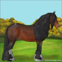 Horse Color:Brown Appaloosa