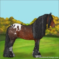 Horse Color:Brown Appaloosa 