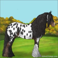 Horse Color:Liver Chestnut Appaloosa 