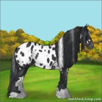 Horse Color:White Spotted Black Appaloosa 