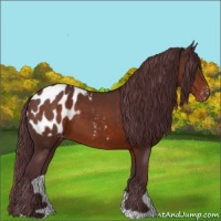 Horse Color:Chocolate Brown Appaloosa 