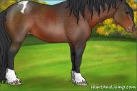 Horse Color:Brown Appaloosa 