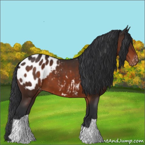Horse Color:Brown Appaloosa 