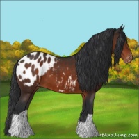 Horse Color:Brown Appaloosa 