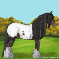 Horse Color:Liver Chestnut Appaloosa 