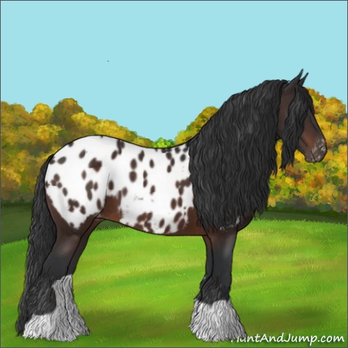 Horse Color:Brown Appaloosa