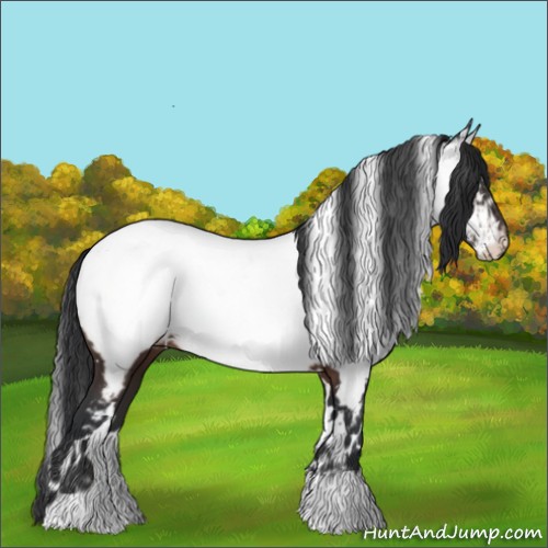 Horse Color:White Spotted Brown Appaloosa 
