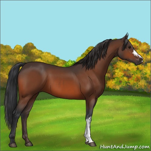 Horse Color:Bay  and Bay 