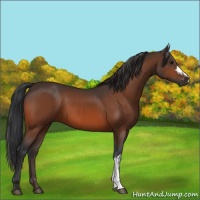 Horse Color:Bay and Bay