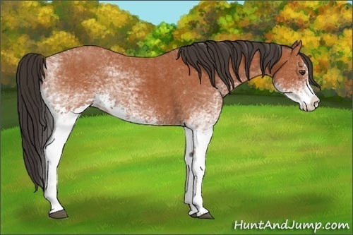 Horse Color:White Spotted Bay Splash and White Spotted Bay Splash