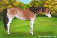 Horse Color:White Spotted Bay Splash  and White Spotted Bay Splash 