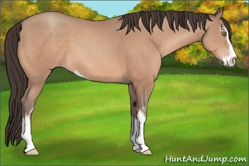 Horse Color:Sable Champagne Sabino