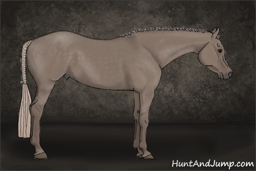 Horse Color:Silver Grullo 