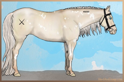 Horse Color:White Spotted Silver Smoky Grullo Pearl