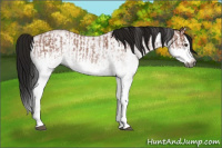 Horse Color:Gray White Spotted Bay Roan Splash and Gray White Spotted Bay Roan Splash
