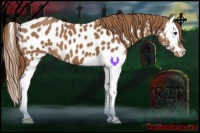 Horse Color:Chestnut Splash Near Leopard 
