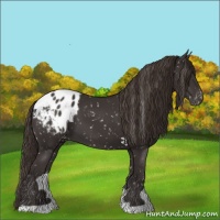Horse Color:Liver Chestnut Appaloosa 