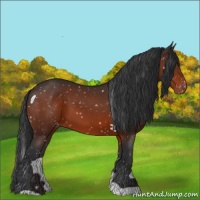 Horse Color:Brown Appaloosa 