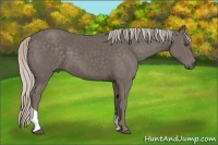 Horse Color:Silver Black Tobiano