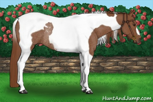Horse Color:Chestnut Tobiano Rabicano 