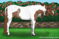 Horse Color:Chestnut Tobiano Rabicano