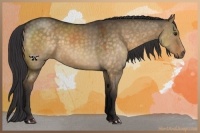 Horse Color:Buckskin Dun 