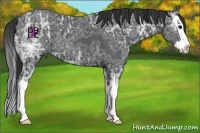Horse Color:Black Ice Splash 