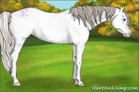 Horse Color:Silver Black Ice Splash