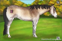 Horse Color:Classic Champagne Onyx Sabino and White Spotted Bay Onyx