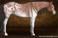Horse Color:White Spotted Brown Roan Blanket 