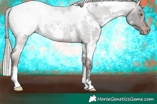 Horse Color:White Spotted Silver Brown Roan Snowcap
