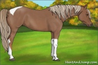 Horse Color:Red Roan Tobiano 