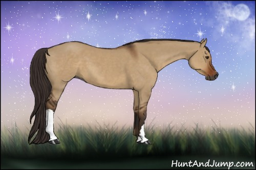 Horse Color:Gray Liver Red Dun