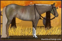 Horse Color:Chocolate Palomino Rabicano