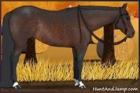 Horse Color:Brown Rabicano 