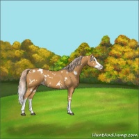 Horse Color:White Spotted Palomino Sabino Splash 