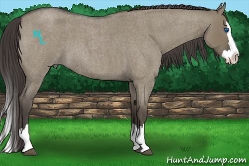 Horse Color:Smoky Grullo Roan Splash