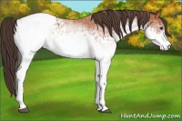 Horse Color:White Spotted Bay Appaloosa 