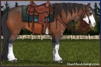 Horse Color:Bay Sabino 