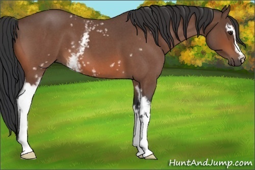 Horse Color:White Spotted Bay Roan 
