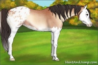 Horse Color:Bay Roan Onyx Splash Appaloosa 