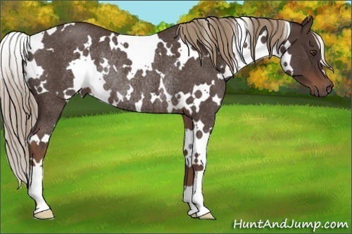 Horse Color:White Spotted Liver Red Roan Rabicano 