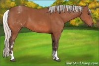 Horse Color:White Spotted Silver Bay 