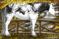 Horse Color:White Spotted Black Ice Splash 