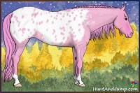Horse Color:Watercolor Bay Roan Dun Appaloosa 