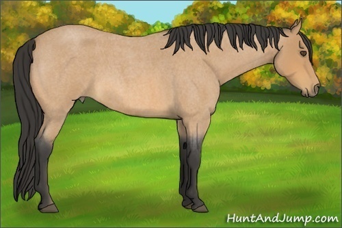 Horse Color:Buckskin Roan