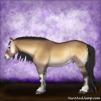 Horse Color:Buckskin Onyx 